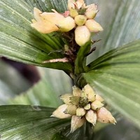 Tropidia thwaitesii Hook.f.